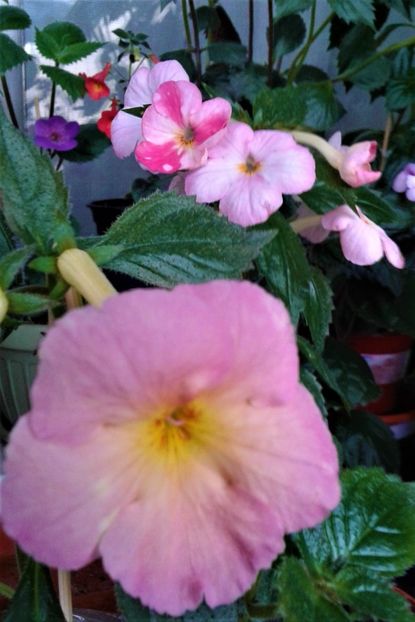  - 000018 ACHIMENES