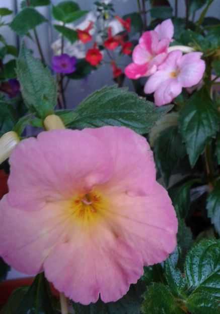  - 000018 ACHIMENES