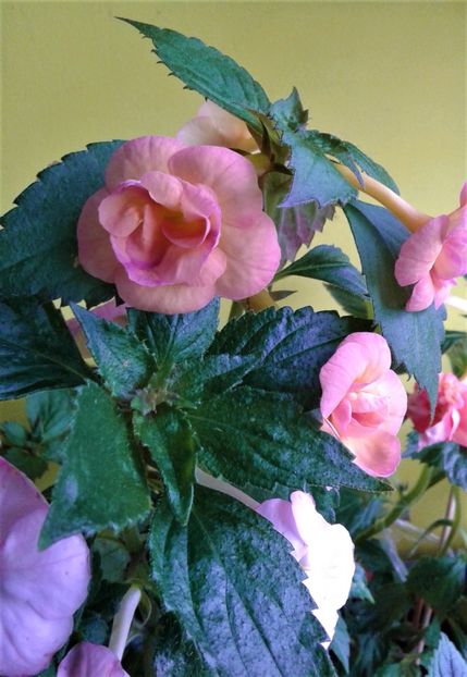 20230629_185618-3 - 000018 ACHIMENES