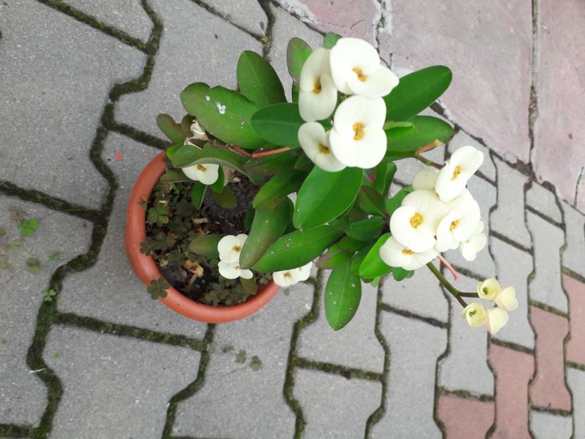 20230627_174234[1] - euphorbia milli