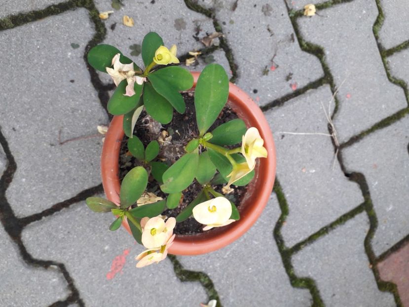 20230627_174313[1] - euphorbia milli