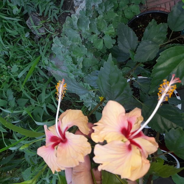 30.06.2023 - HIBISCUSI 2023-1