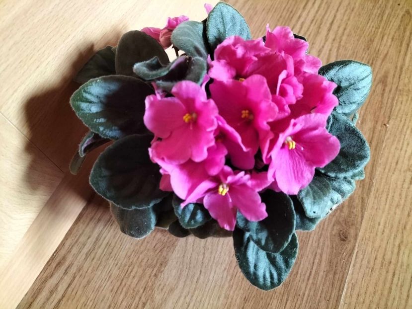 received_742591654533850 - Violete africane si gloxinia