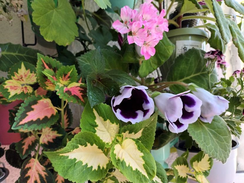 Planteo, Kaiser Wilhelm - Bombonelele gloxi