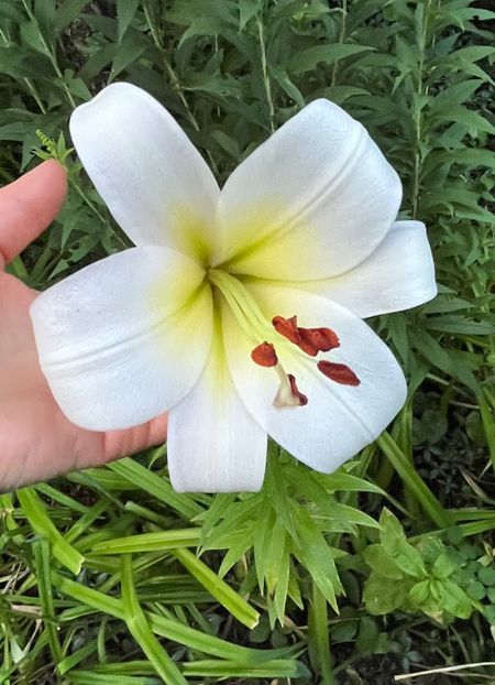 DE38DE65-F7C9-4A85-9744-1909E82810E8 - Crini 2016 2023