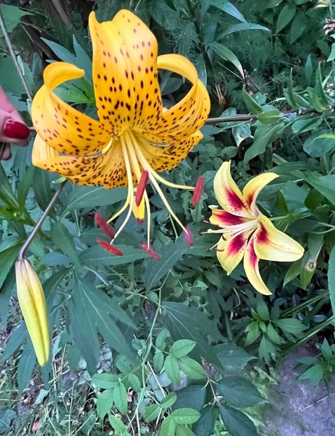 8FED8AC3-3420-4F40-90B6-C0C2E3249D02 - Crini 2016 2023