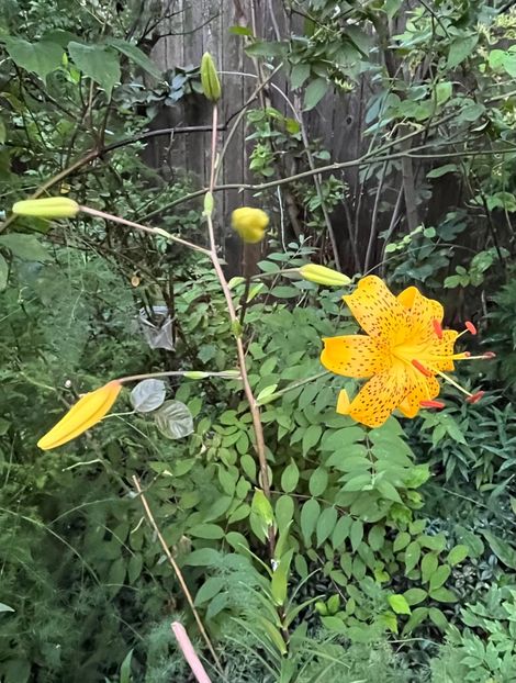 26B3F0CB-9575-4F17-AA8E-131A43AEE95D - Crini 2016 2023