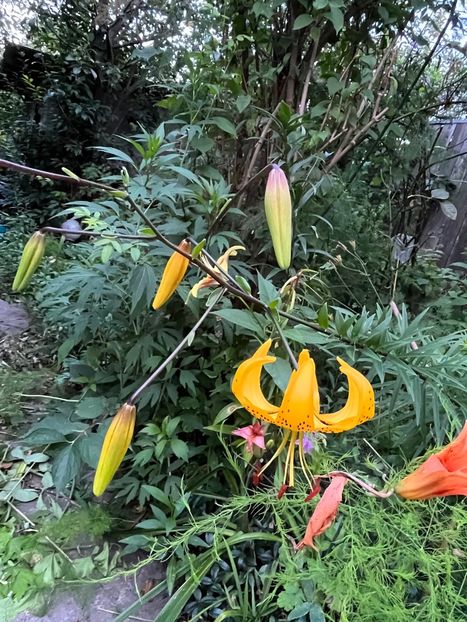 7105FE8E-96C6-4FC9-B46F-B263180ED115 - Crini 2016 2023