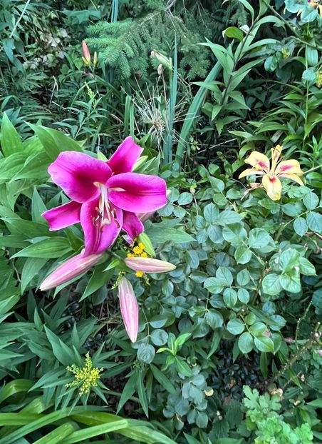 F20C4903-4C4F-4E8D-AA08-5DDDE56DAD0D - Crini 2016 2023