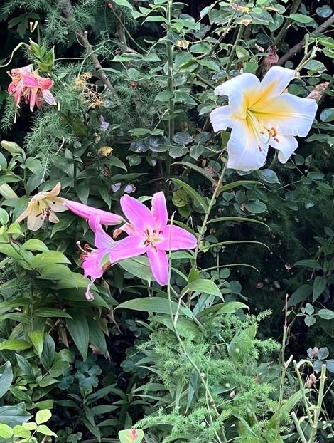 F063FD88-B490-4C42-9506-1553C5E42360 - Crini 2016 2023