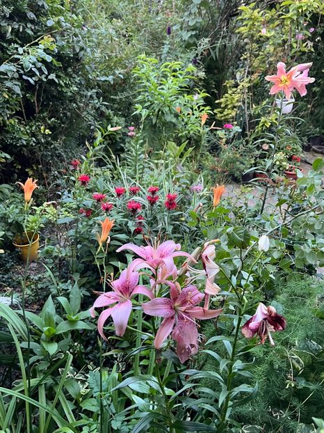 8D42FC0A-1024-4F00-9BA8-92DE745C6D70 - Crini 2016 2023