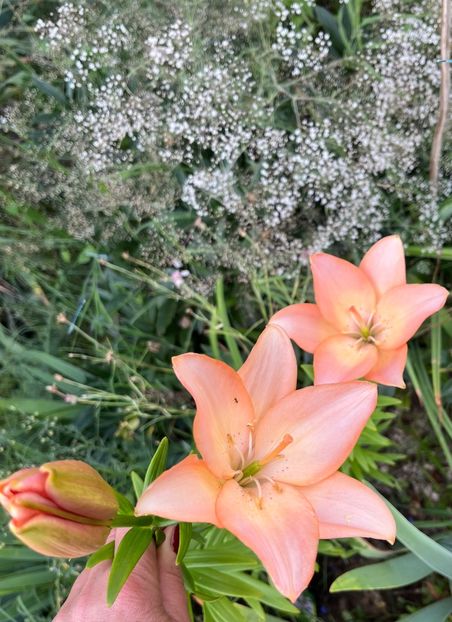 C1ABC510-30DB-42A4-8A8B-57213CCA716E - Crini 2016 2023