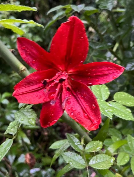 4E9EBDA9-4D81-43A4-A5C5-88E2D4D543AC - Crini 2016 2023