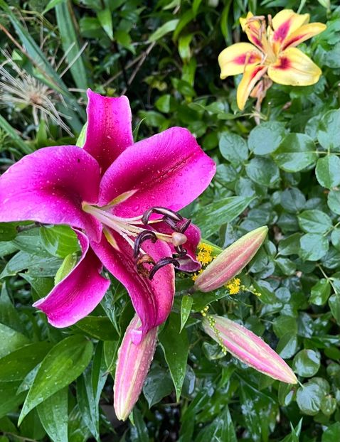 F3D7CB62-3DDC-4AB4-8915-1827D1CFC46F - Crini 2016 2023