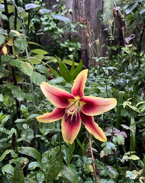 F6475B74-8D77-48BA-B568-E1AB74068135 - Crini 2016 2023