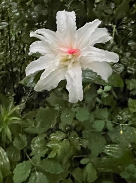 948D3630-13F0-41CB-9EDD-773FB158A900 - Crini 2016 2023