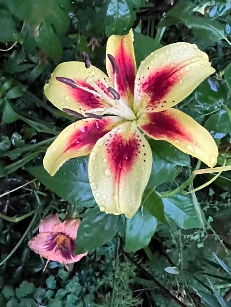 5E92E276-2C25-469E-9679-3625F5FA6BDB - Crini 2016 2023