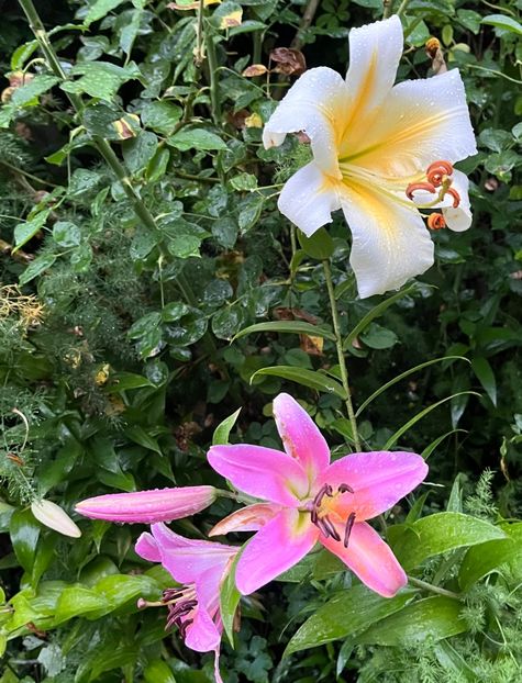 C3FD9A0B-7847-44DC-9E89-94C8F8BF1A68 - Crini 2016 2023