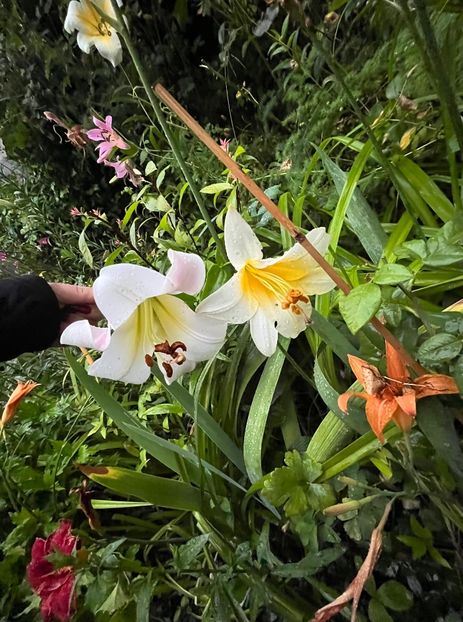 70E7FF44-2ACF-4082-B9BC-E51FA9DD67C6 - Crini 2016 2023