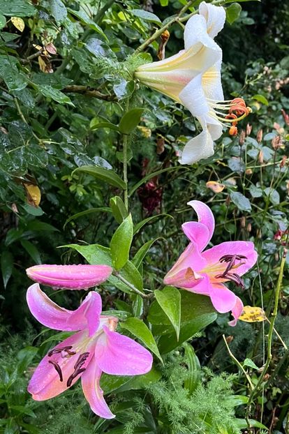 62B59480-CB6F-43D5-B6D1-4CA6007EDC7A - Crini 2016 2023