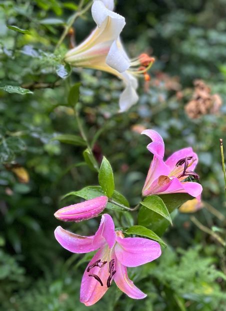 19131634-38F3-45C1-9DEE-15A2051D9E57 - Crini 2016 2023