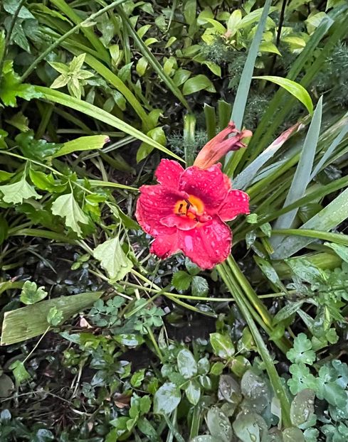 63B9C868-8E14-48D9-8B42-33AA5D657FD8 - Crini 2016 2023