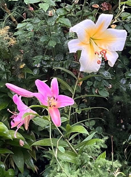 94270A42-2BFF-4036-94AA-B05A743B1FC2 - Crini 2016 2023