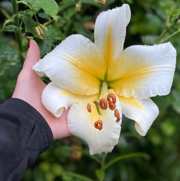 CF1F3C39-AD6A-46B8-865C-2192C3B8929B - Crini 2016 2023