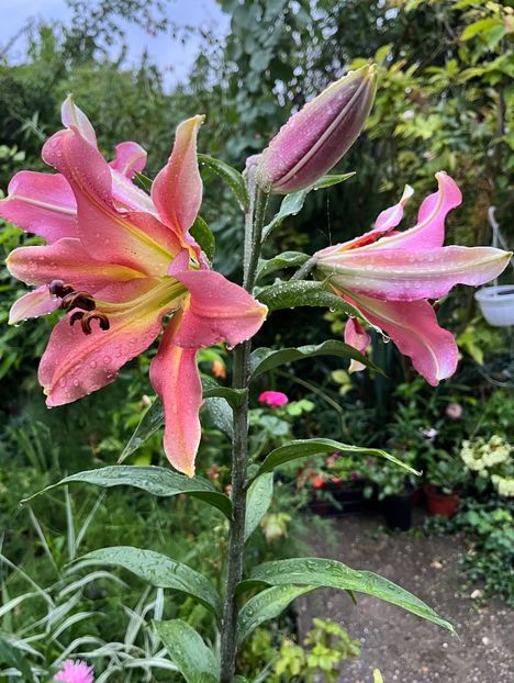 E008AB36-36BA-48B7-96C8-440EAC029DD6 - Crini 2016 2023