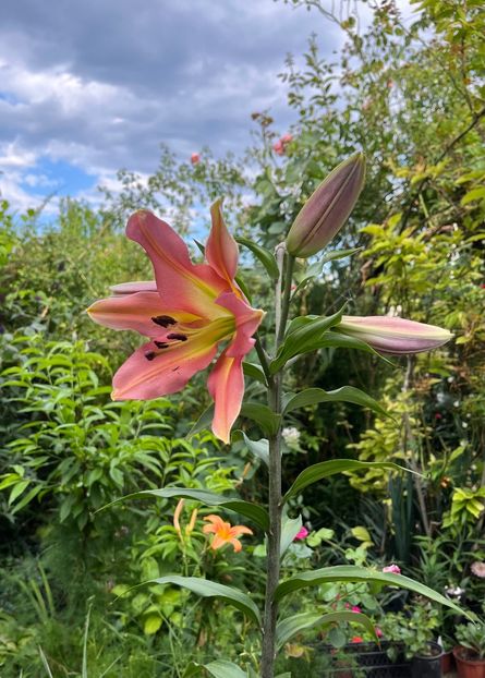 E4DC2894-38C8-4A84-A240-9EAA1B21038D - Crini 2016 2023