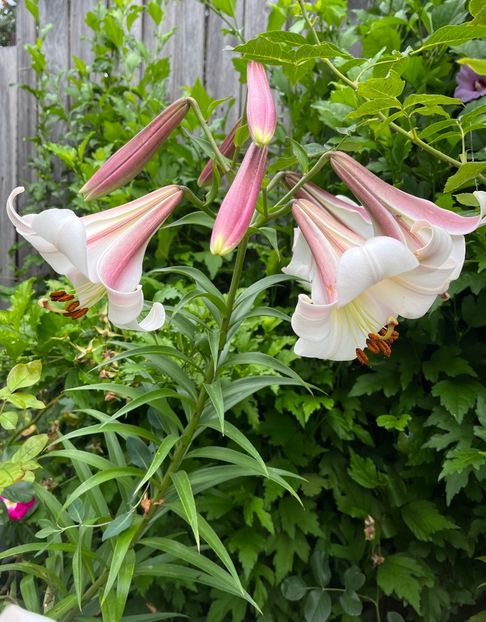 CBE0B2F8-EFD9-4281-8D48-BCCE863F66BC - Crini 2016 2023