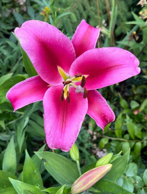 09F8694B-2062-4A34-B9E0-BDAAE3B0BC87 - Crini 2016 2023