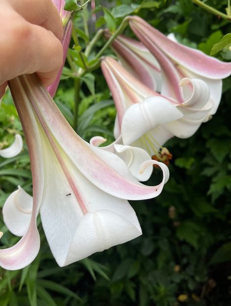 A12665DC-A2E3-4DC7-9331-A11923B14903 - Crini 2016 2023