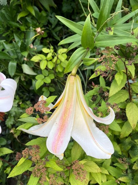 F8321117-09AE-4DEB-A036-5AA4BCE08818 - Crini 2016 2023