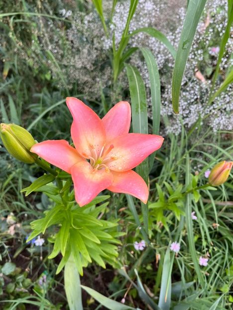 7AE1F046-B955-44D3-88C0-25FB0554A780 - Crini 2016 2023