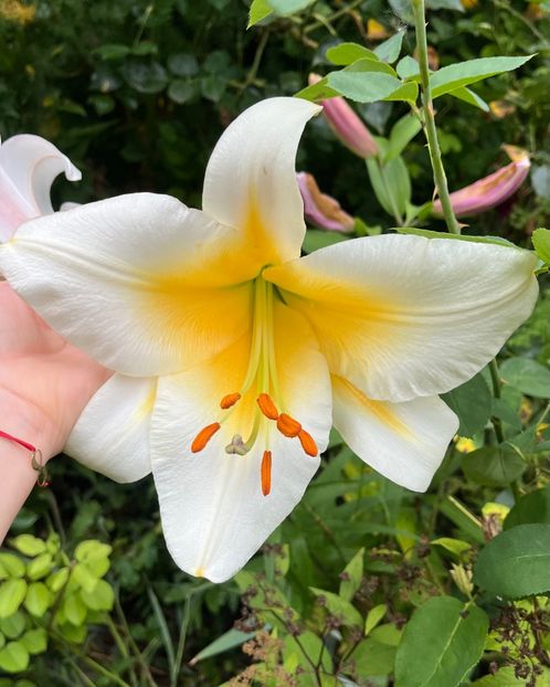 D9A0C122-26D3-44EA-A804-C29709CF21FD - Crini 2016 2023