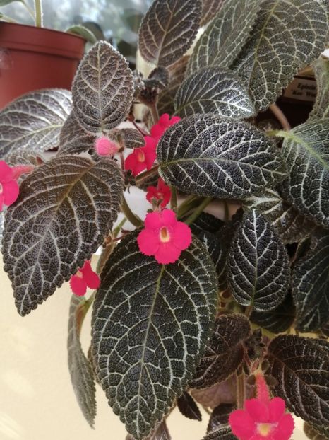  - EPISCIA