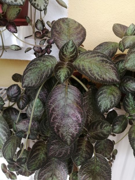  - EPISCIA