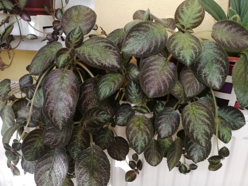  - EPISCIA