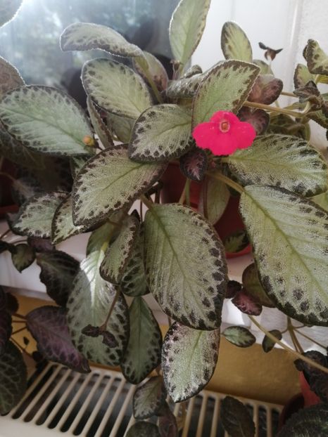  - EPISCIA