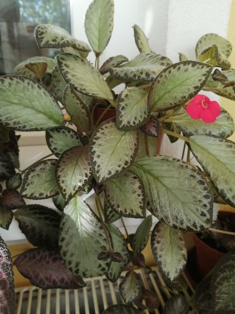  - EPISCIA
