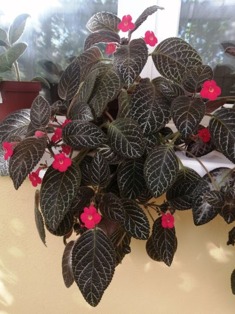  - EPISCIA
