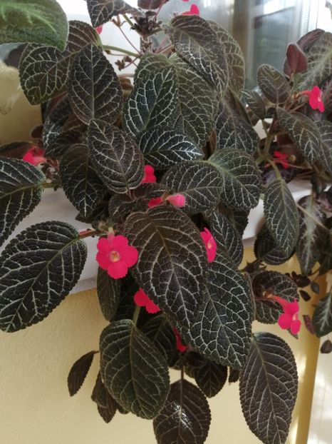  - EPISCIA
