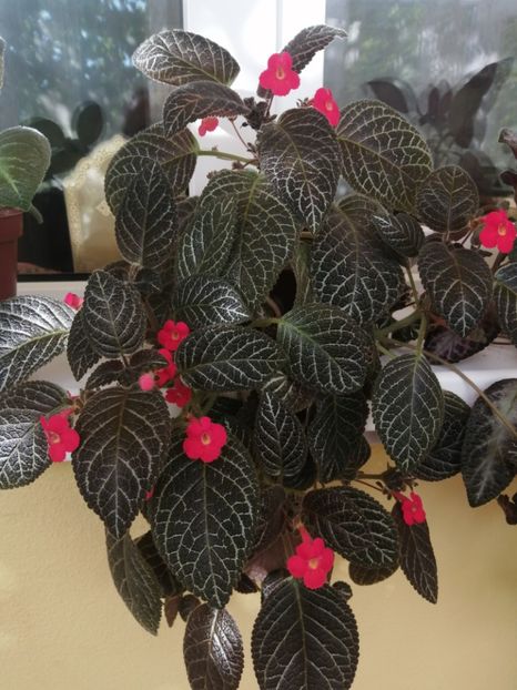  - EPISCIA