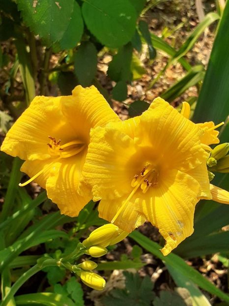  - 0001 HEMEROCALLIS - DELPHINUM
