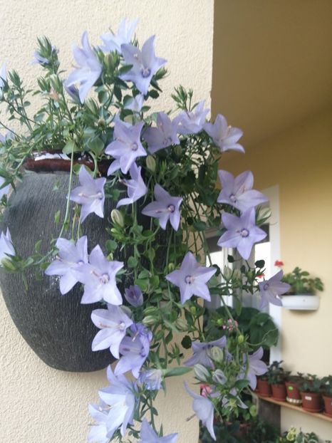  - Campanula