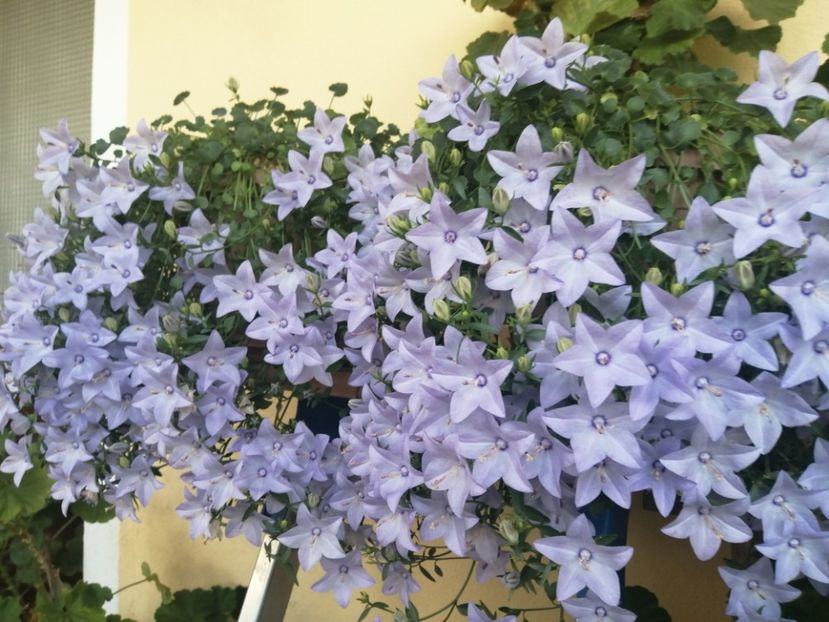  - Campanula