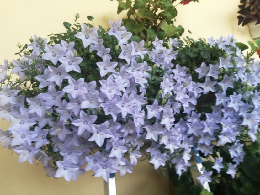  - Campanula