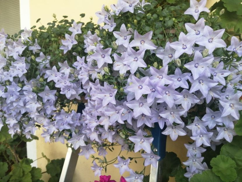  - Campanula