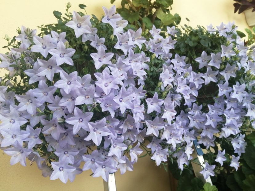  - Campanula